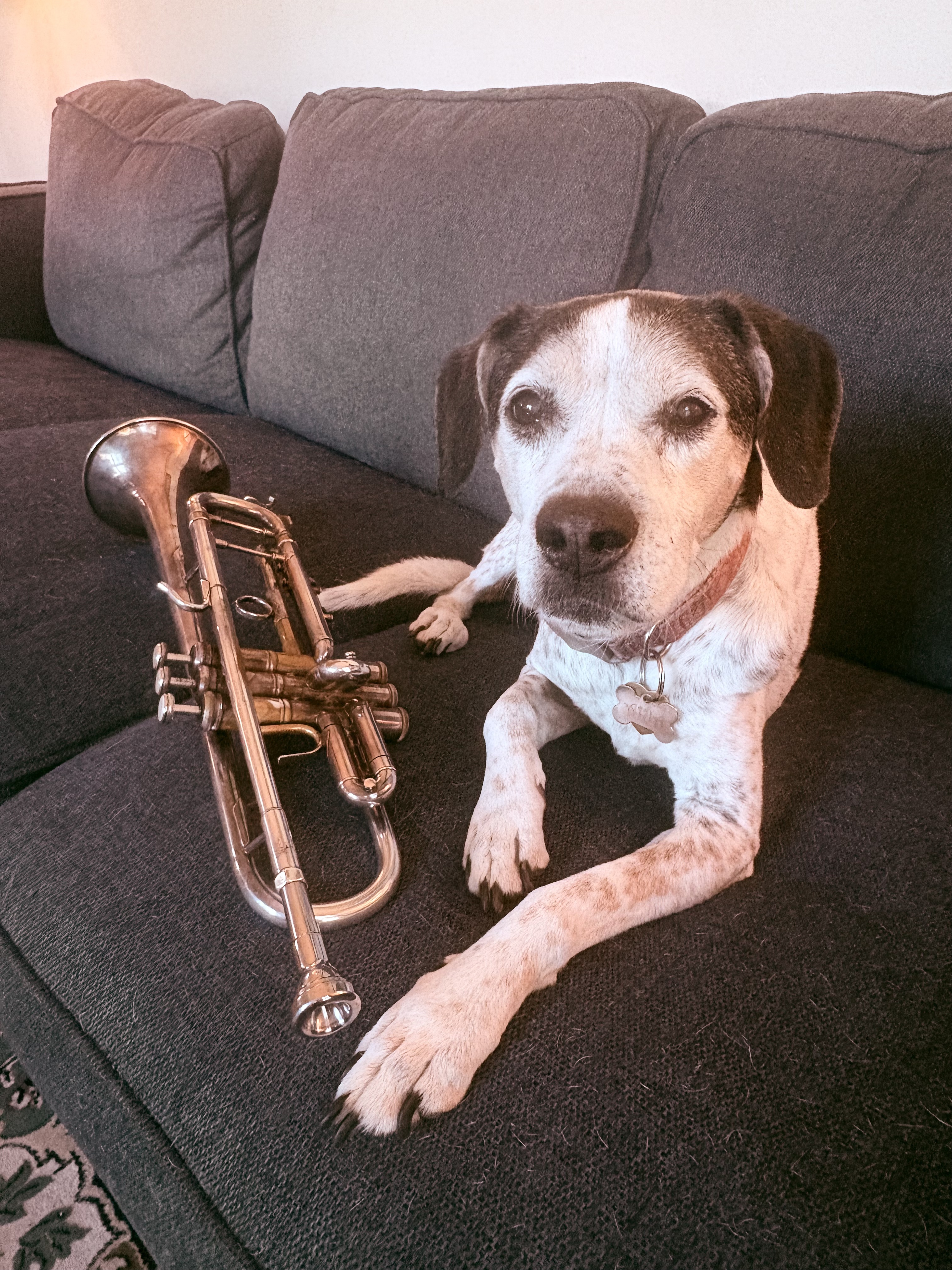 A black and white dog lies on a couch next to a trumpet